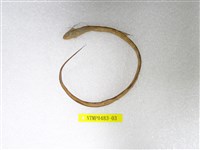 藏品(帶鳚)的圖片